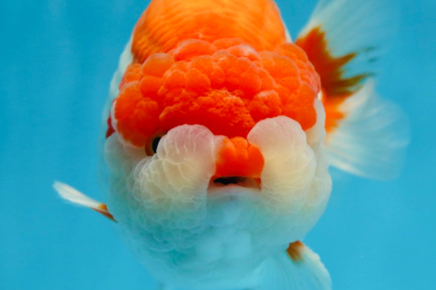 AAA Grade Red White LionKing 5.5-6 inches #081525LC_01