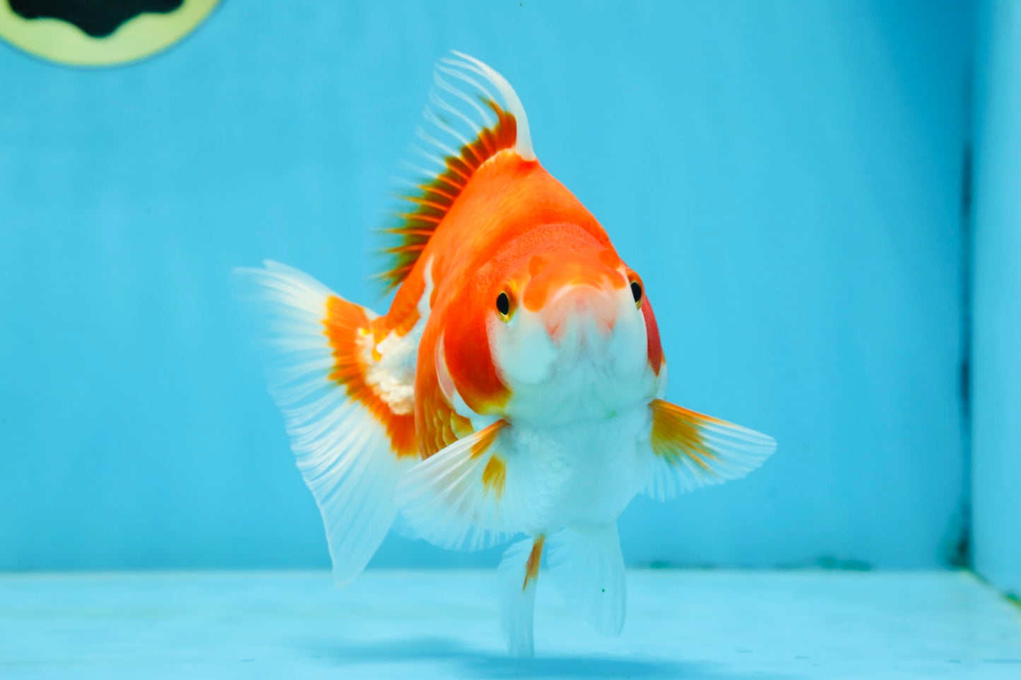 A Grade Red White Ryukin Female 5 inches #071125RK_20