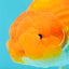 A Grade Red LionKing 4.5 inches #082126LC_19