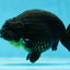 AAA Grade Hugh Back Black Ranchu 5-5.5 inches #050925RC_02