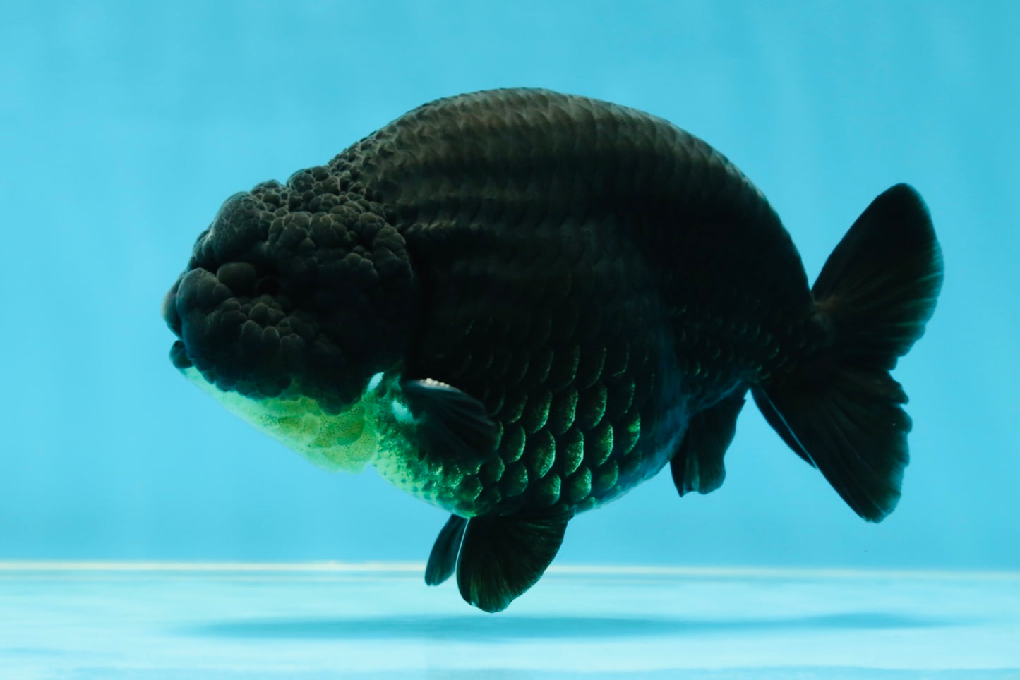 AAA Grade Hugh Back Black Ranchu 5-5.5 inches #050925RC_02
