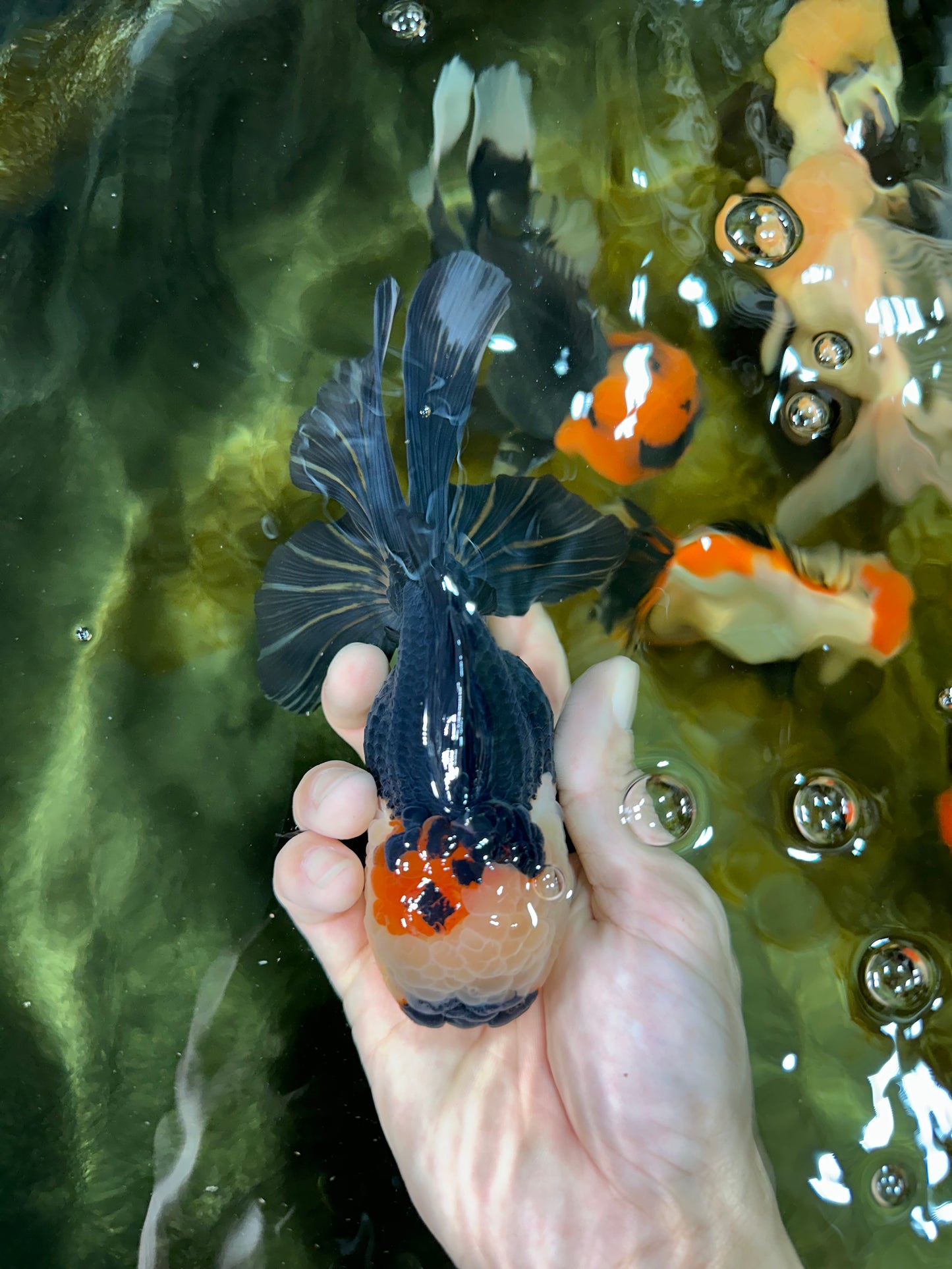 AAA Grade Tricolor Oranda Female 5.5-6 inches #050925OR_33