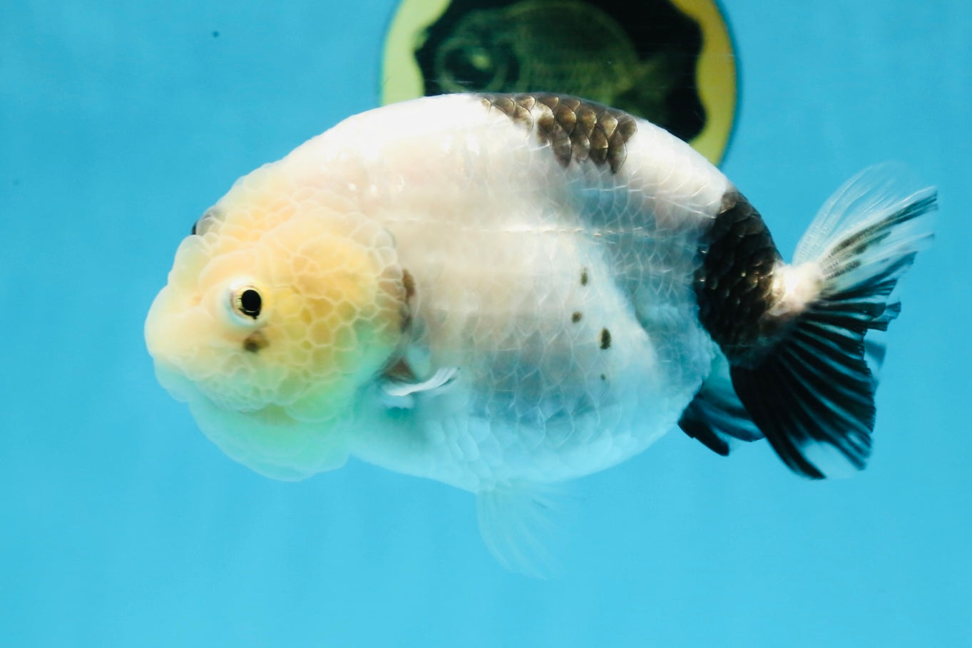 A Grade Chinese Cow Ranchu Female 4.5-5 inches #101725RC_18