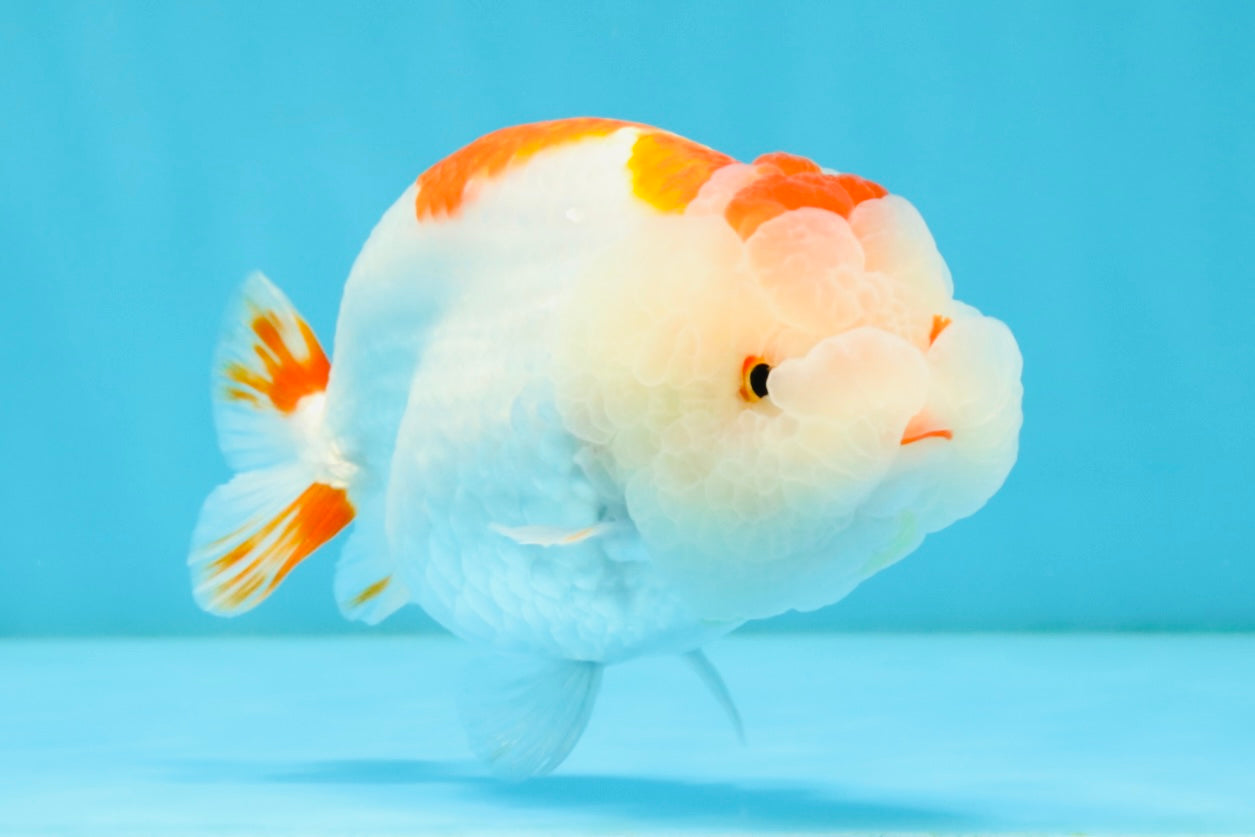 CHUBBY AAA Grade Kohaku Red White LionQueen 4.5-5 inches #032726LC_18