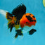 AAA Grade Tricolor Oranda Male 5-5.5 inches #051625OR_24