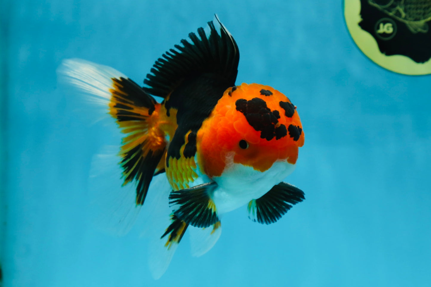 AAA Grade Tricolor Oranda Male 5-5.5 inches #051625OR_24