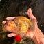 Apache Chinese Ranchu Female 5-5.5 inches #050826RC_11