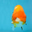 A Grade Chinese Sakura Ranchu Female 5.5 inches #101725RC_14