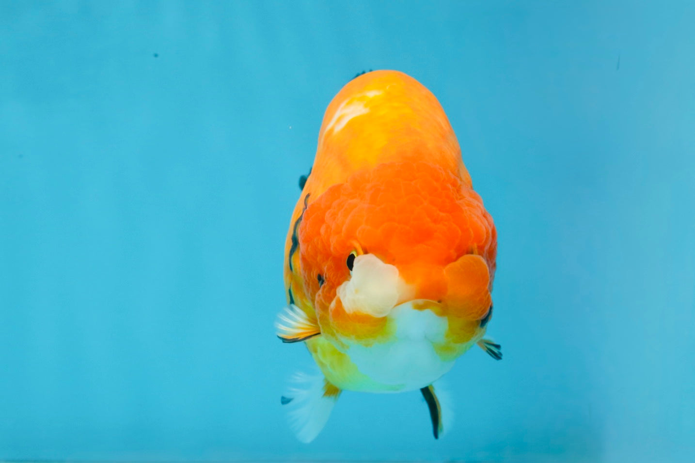 A Grade Chinese Sakura Ranchu Female 5.5 inches #101725RC_14