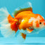 UNIQUE AAA Grade Red White Oranda Female 6.5-7 inches #032026OR_04