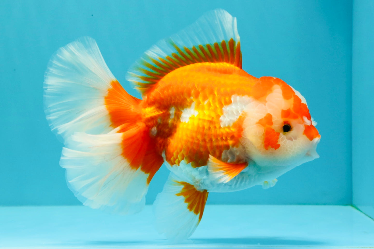 UNIQUE AAA Grade Red White Oranda Female 6.5-7 inches #032026OR_04