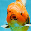 AAA Grade TOP Tiger Oranda Female 6-6.5 inches #051625OR_16