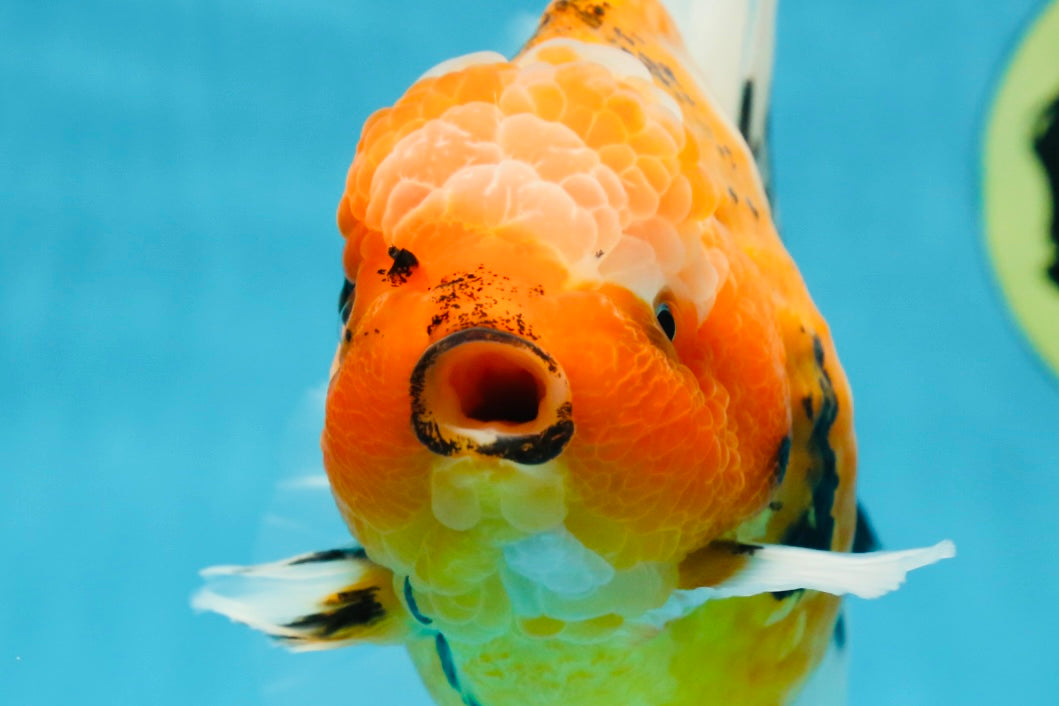 AAA Grade TOP Tiger Oranda Female 6-6.5 inches #051625OR_16