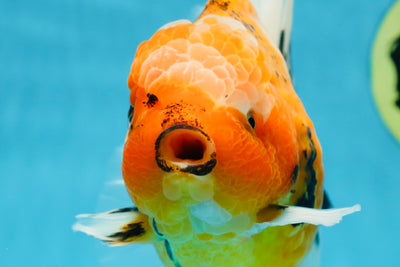 AAA Grade TOP Tiger Oranda Female 6-6.5 inches #051625OR_16