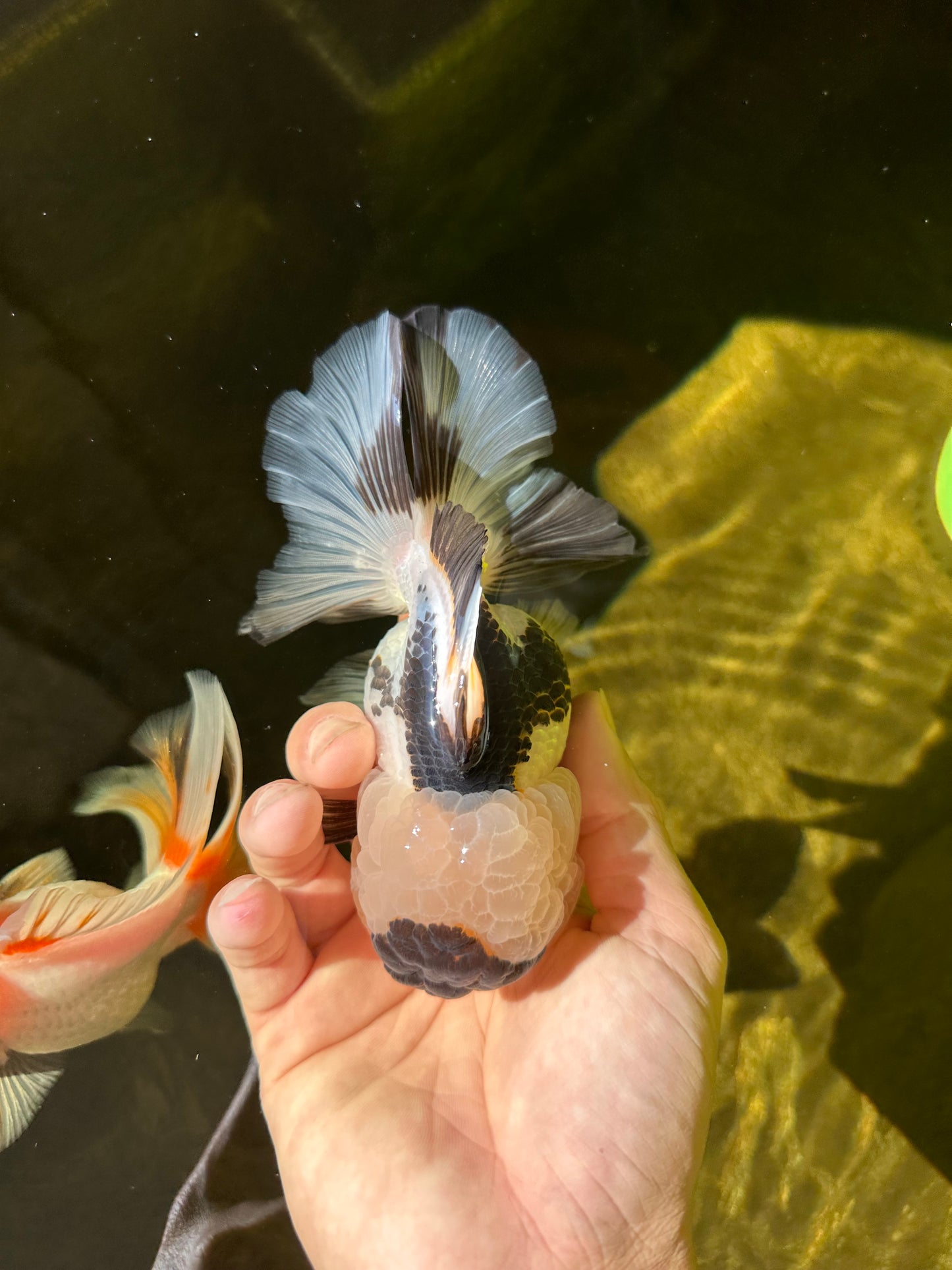 AAA Grade BULLDOG Panda Oranda Female 5-5.5 inches #1018OR_20