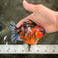 AAA Grade Calico Tiger Yuanbao Male 4.5-5 inches #062626YB_17