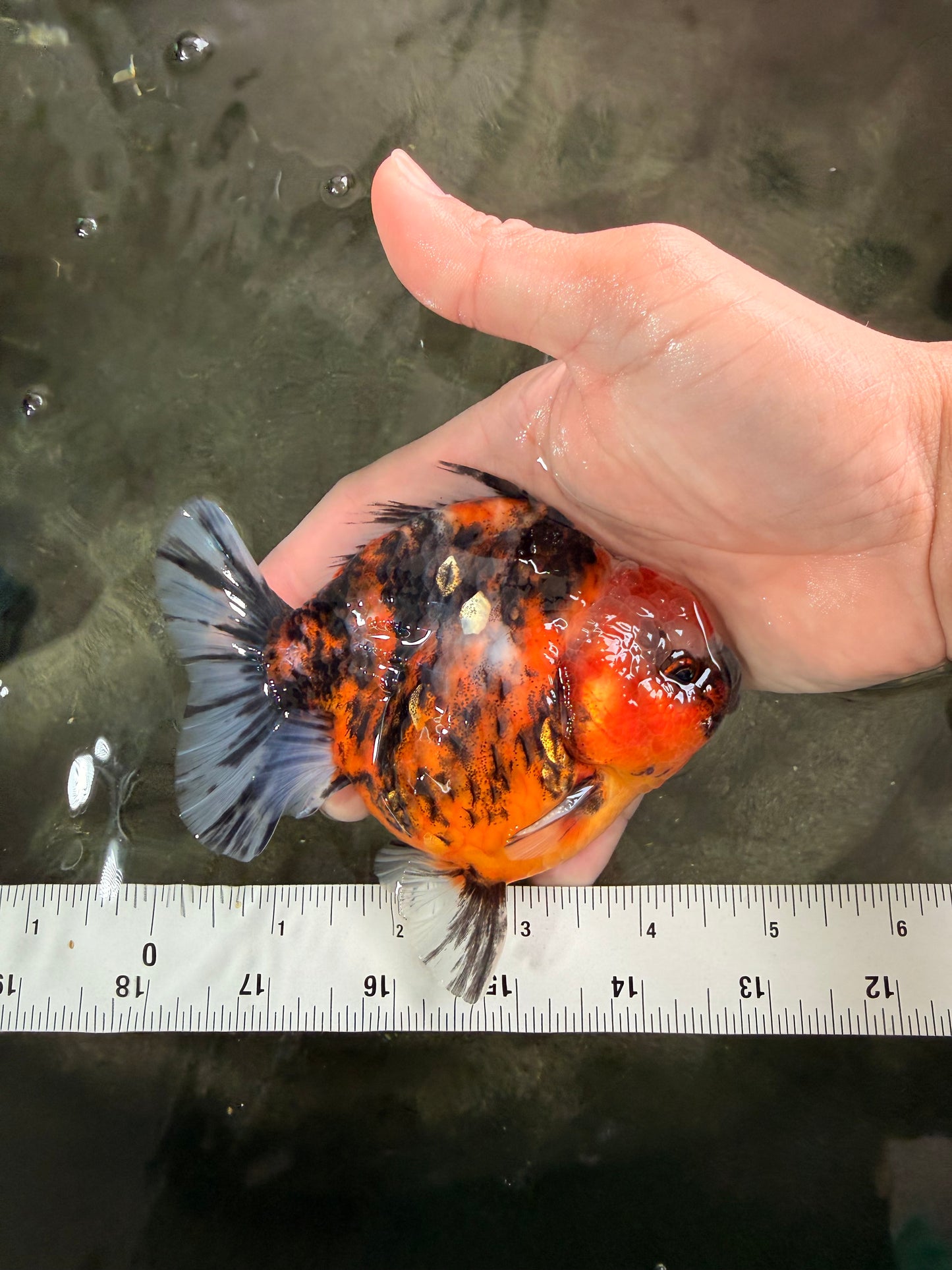 AAA Grade Calico Tiger Yuanbao Male 4.5-5 inches #062626YB_17