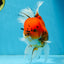 A Grade Sakura Oranda Male 6 inches #110725OR_04