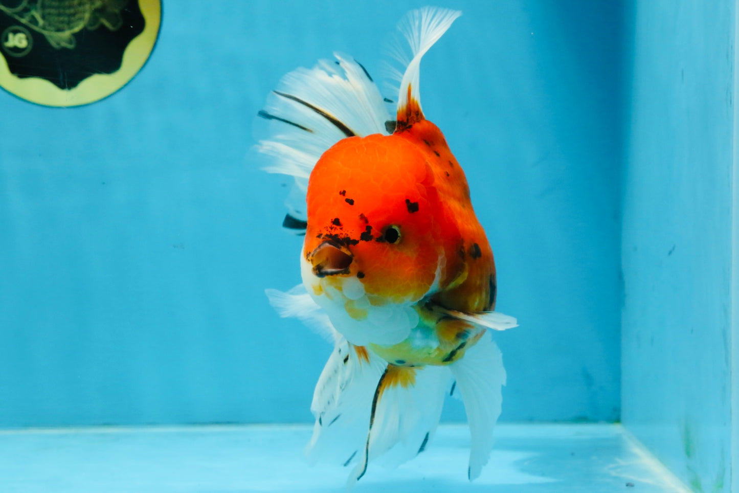 A Grade Sakura Oranda Male 6 inches #110725OR_04