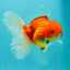 A Grade Red White Oranda Male 5.5 inches #102326OR_21