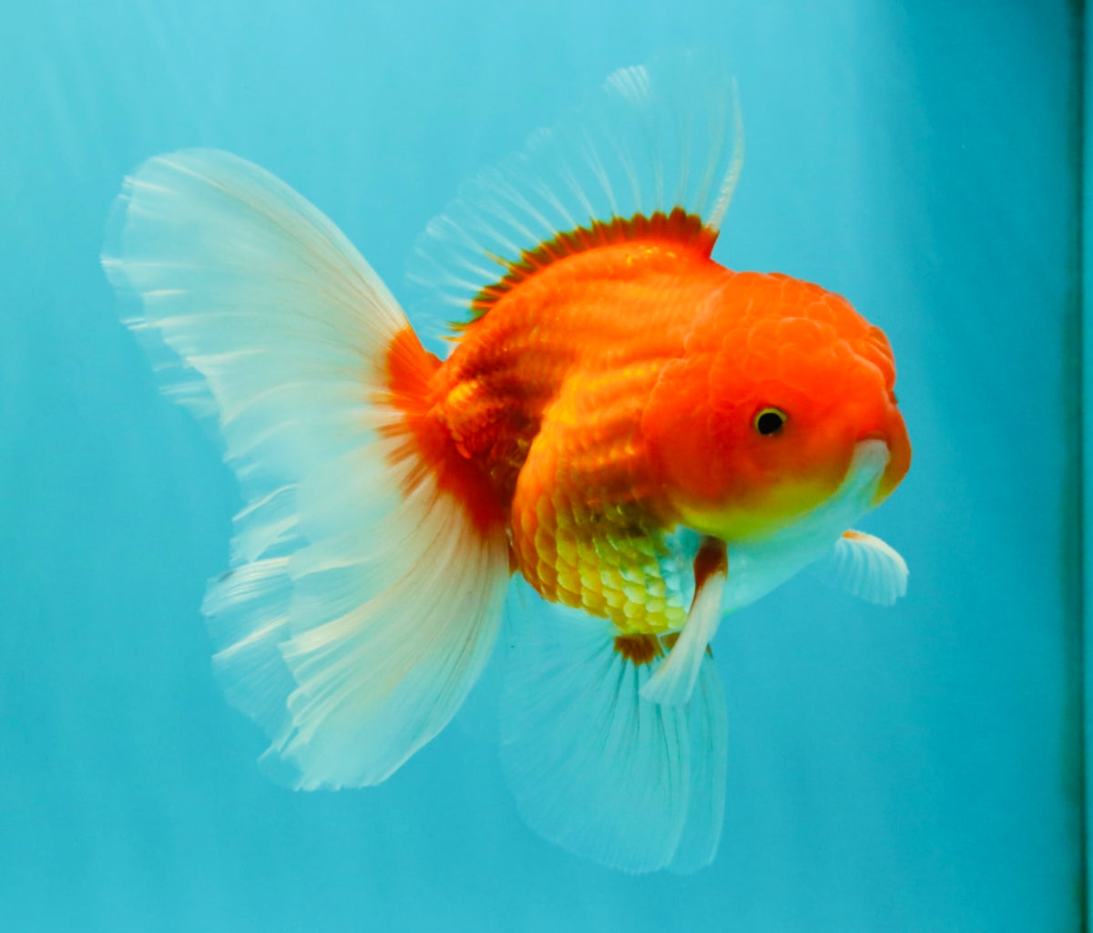 A Grade Red White Oranda Male 5.5 inches #102326OR_21