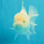 A Grade Snow White Oranda Female 6 inches #030626OR_26
