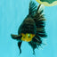 AAA Grade Long Fin Kirin Oranda Male 5.5-6 inches #062626OR_23