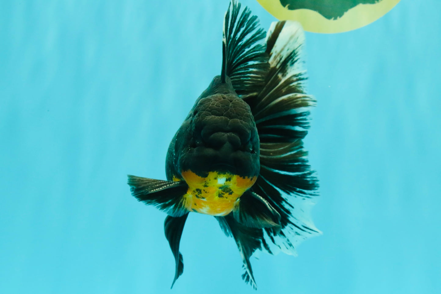 AAA Grade Long Fin Kirin Oranda Male 5.5-6 inches #062626OR_23
