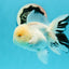 AAA Grade Lemonhead Snow White Oranda Male 5 inches #0510OR_07