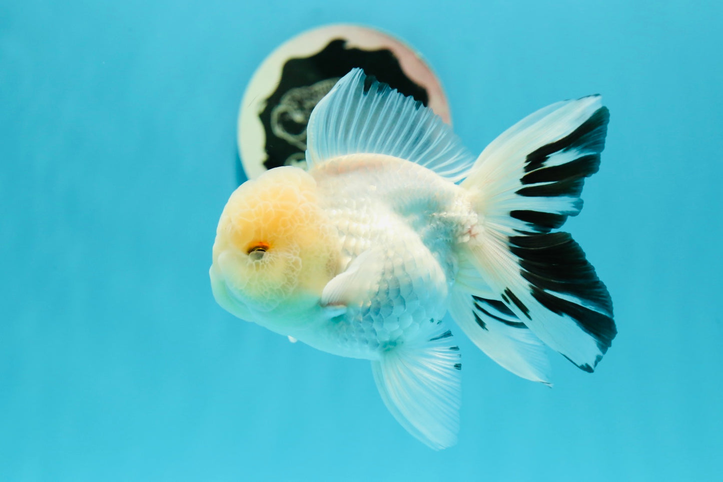 Macho oranda blanco como la nieve de cabeza de limón de grado AAA de 5 pulgadas n.º 0510OR_07