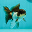 Panda Oranda Male 3.5-4 inches #1018OR_17