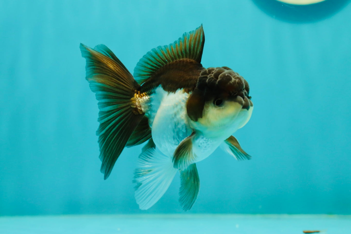 Panda Oranda Male 3.5-4 inches #1018OR_17