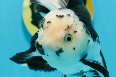 A Grade Panda Oranda Male 5.5-6 inches #121324OR_23