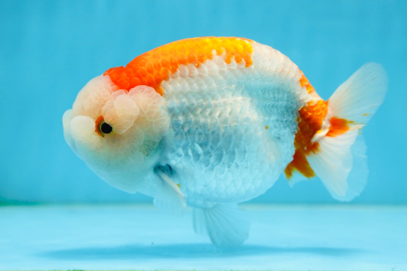 AAA Grade Red White LionKing 5.5 inches #082925LC_03