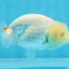 White Lionchu Female 3.5 inches #103125LC_23