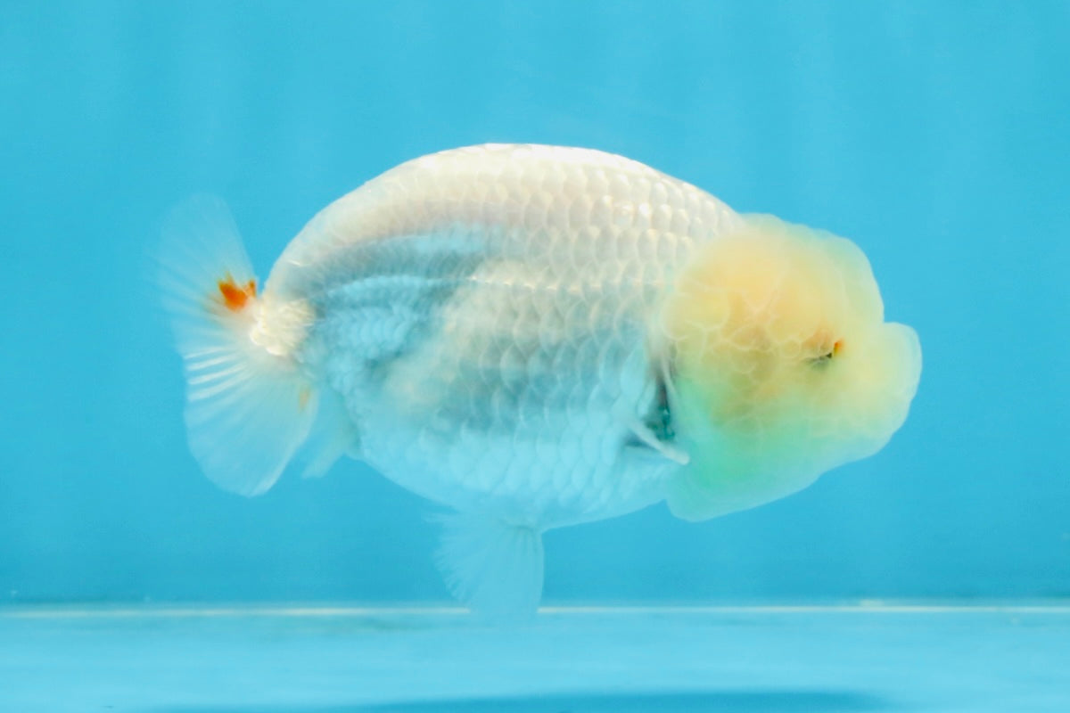 White Lionchu Female 3.5 inches #103125LC_23