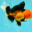 UNIQUE AAA Grade Apache Oranda Male 6 inches #101626OR_07