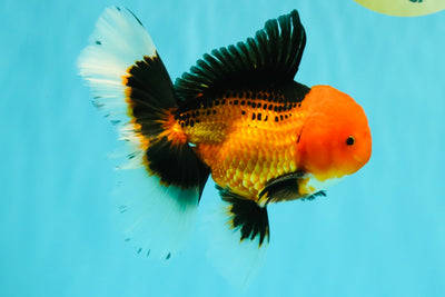 UNIQUE AAA Grade Apache Oranda Male 6 inches #101626OR_07