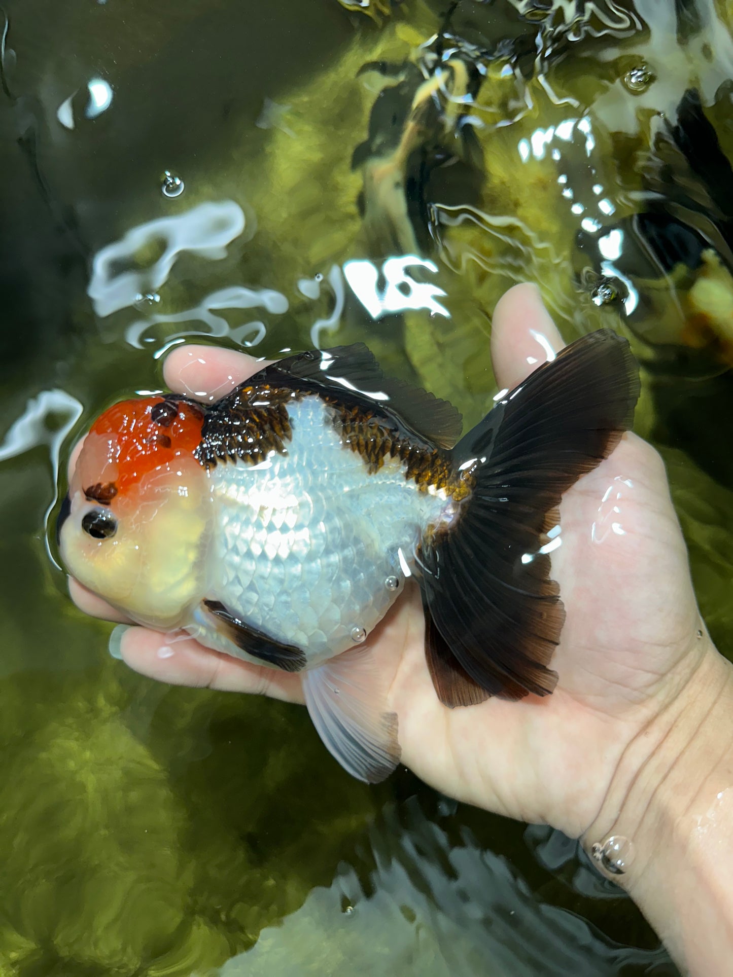SUPER MARIO AAA Grade Tricolor Button Eyes Oranda Female 5.5 inches #042525OR_02
