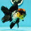 AAA Grade Monster Lava Head Tricolor Oranda Female 5.5 inches #110824OR_01