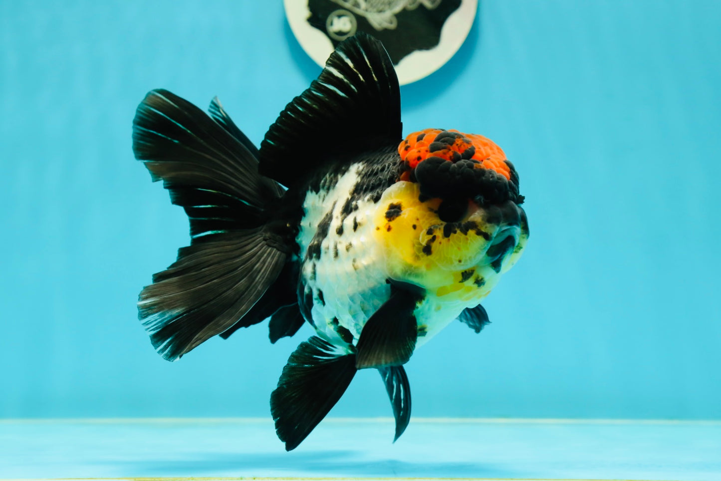 AAA Grade Monster Lava Head Tricolor Oranda Female 5.5 inches #110824OR_01