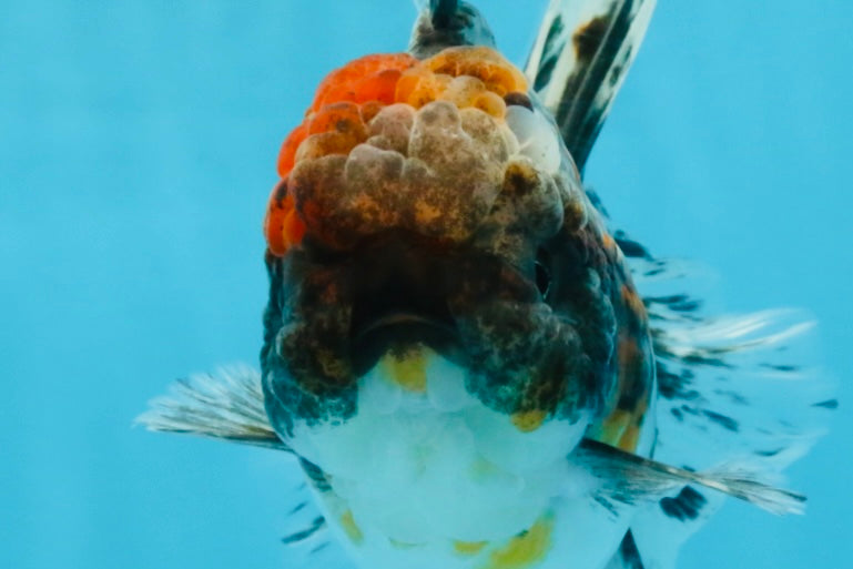 A Grade Kirin Oranda Female 6 inches #110725OR_02