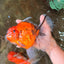 CHONKY AAA Grade Sakura Oranda Female 8.5 inches #071726OR_03