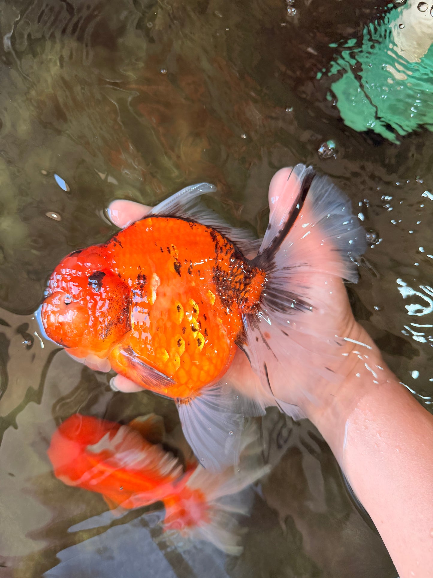 CHONKY AAA Grade Sakura Oranda Female 8.5 inches #071726OR_03