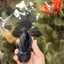 AAA Grade Kirin Oranda Male 6.5 inches #070626OR_14