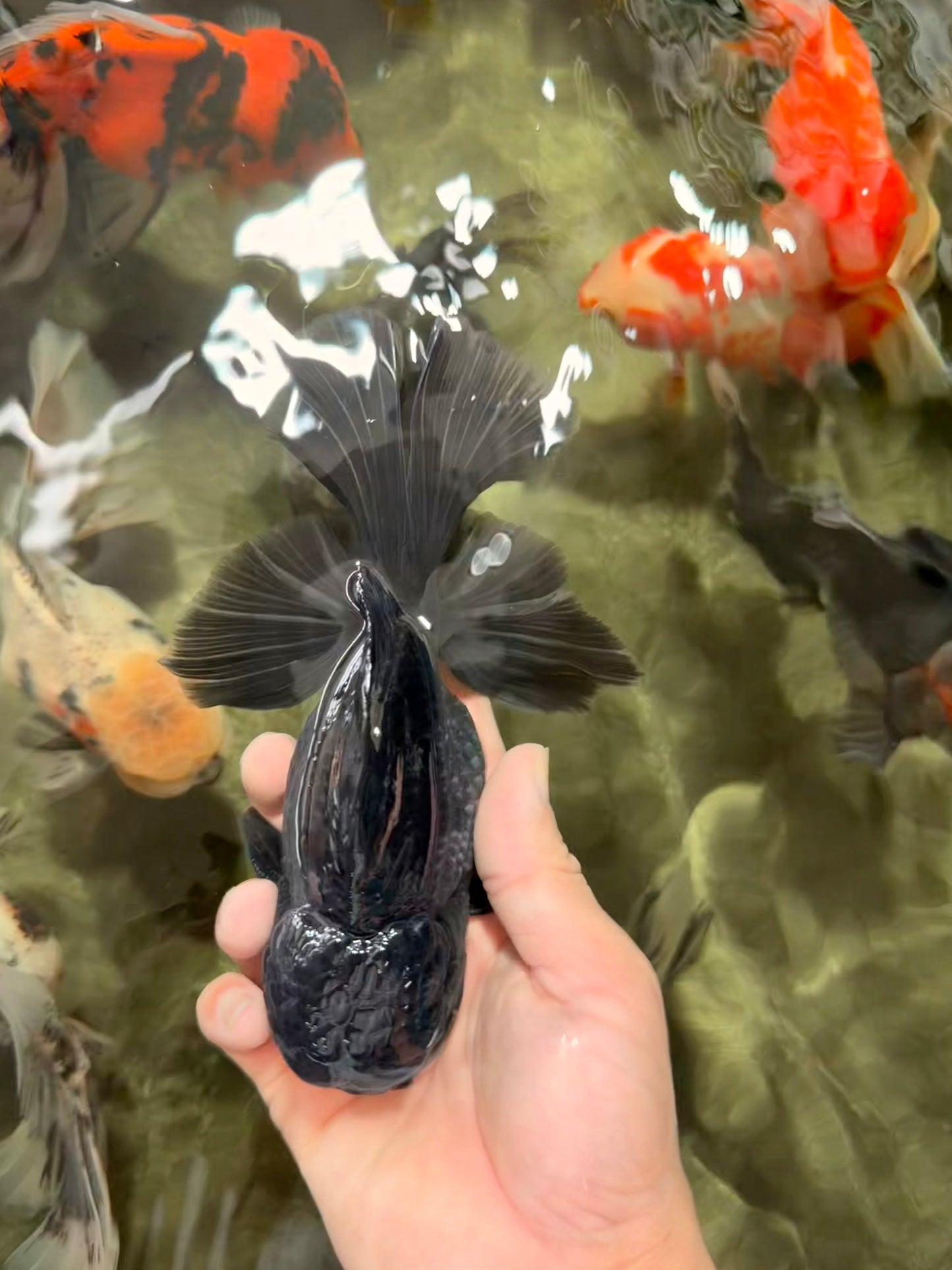 AAA Grade Kirin Oranda Male 6.5 inches #070626OR_14