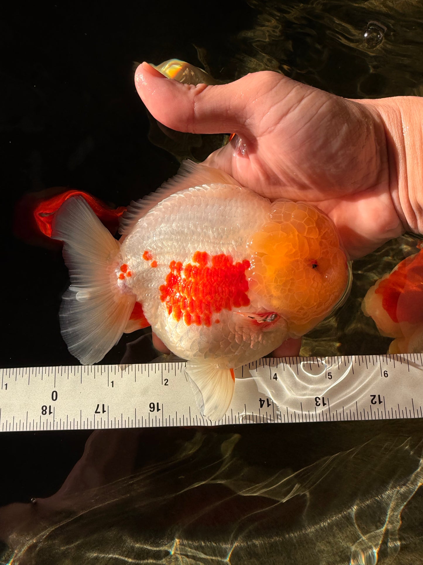 BIG WEN AAA Grade Godzilla Red White Lipstick Yuanbao Male 5.5 inches #030626YB_11