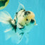 A Grade Two Face Marble Oranda Male 6-6.5 inches #072426OR_11
