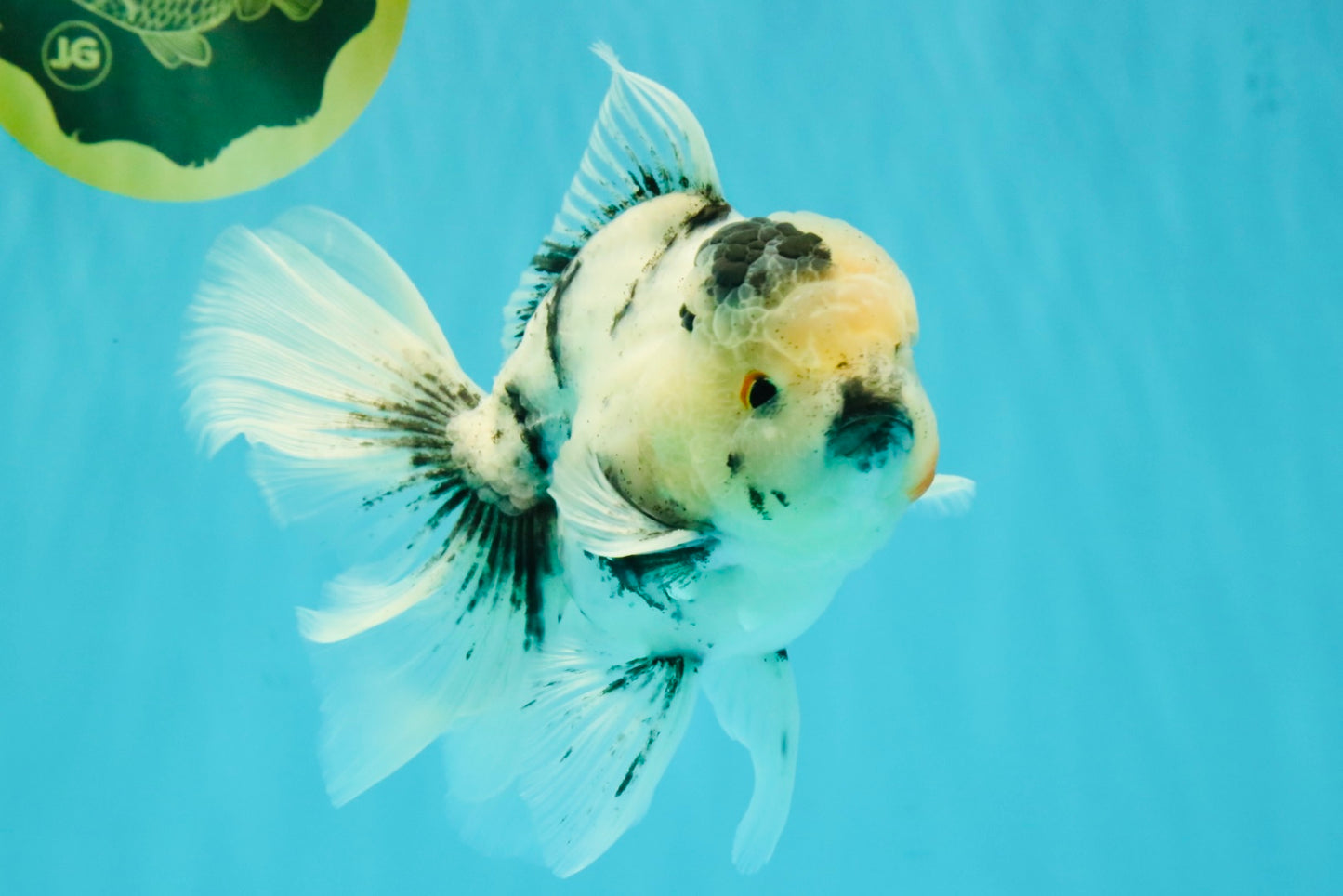 A Grade Two Face Marble Oranda Male 6-6.5 inches #072426OR_11