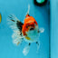 A Grade Sakura Oranda Female 6 inches #060625OR_29